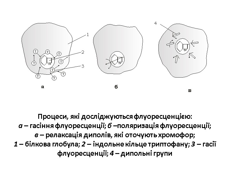 Процеси, які досліджуються флуоресценцією: а – гасіння флуоресценції; б –поляризація флуоресценції;  в –